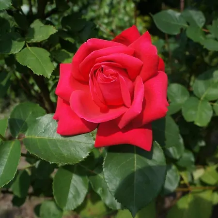 Z Klimatem Apartment