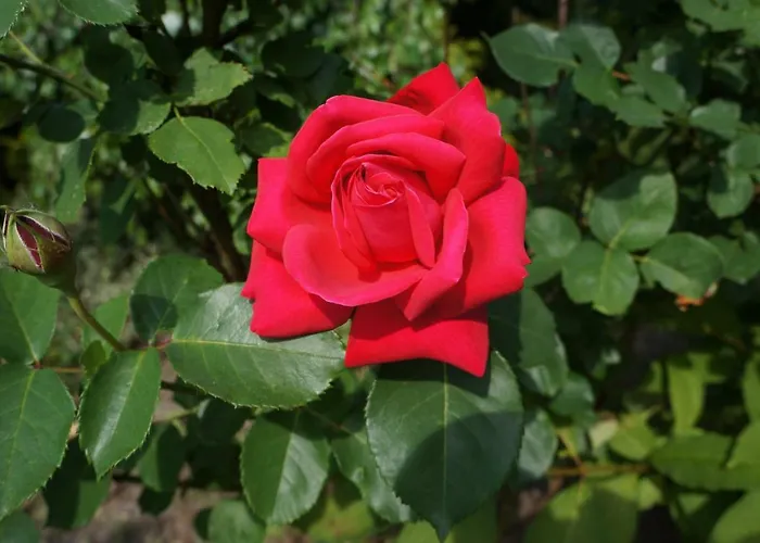 Z Klimatem Lejlighed